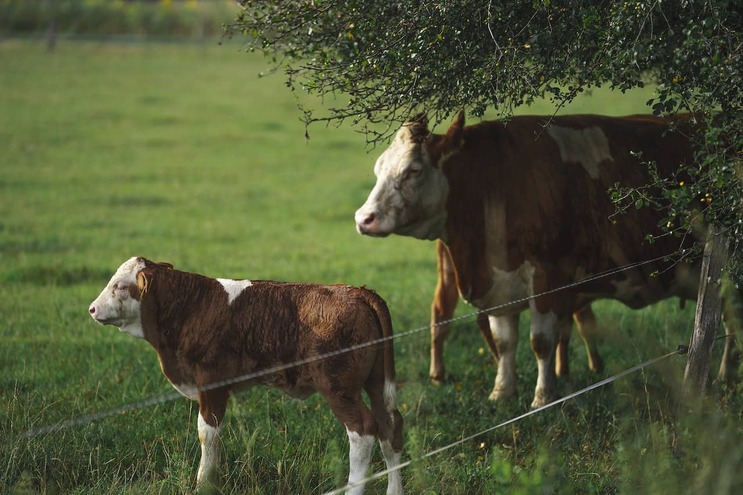 Зависимость высокой продуктивности коров от здоровья копыт